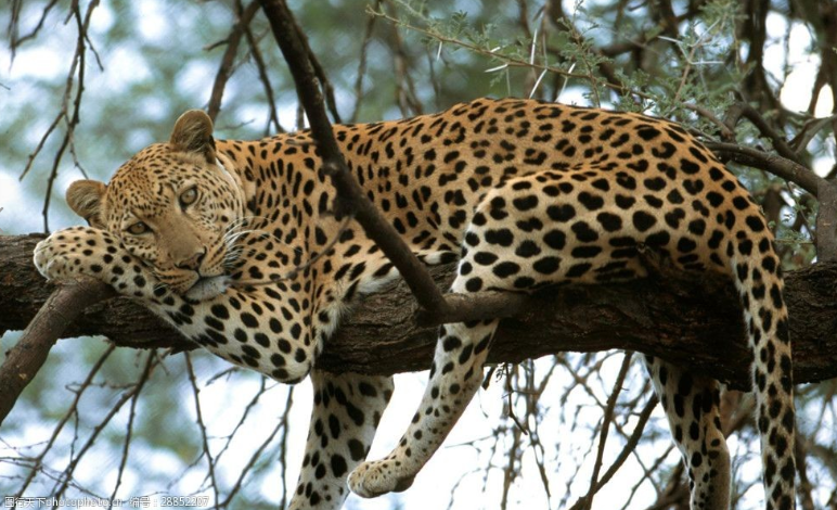 杭州通報(bào)“金錢(qián)豹外逃事件”調(diào)查進(jìn)展：_小程序開(kāi)發(fā)公司